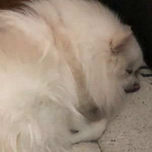 Meet your Posher, Scott